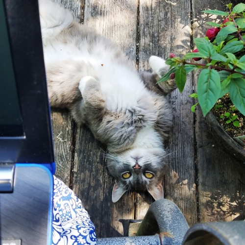 digital nomad remote worker working with a cat