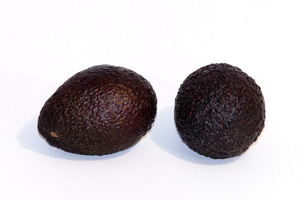Avocados in the US 美國酪梨