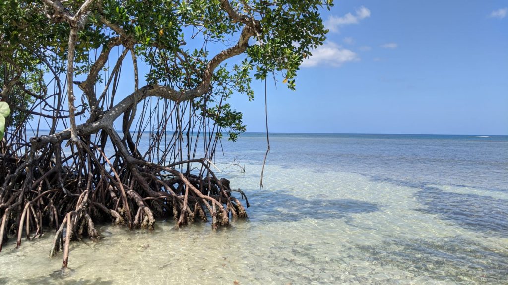 多明尼加海灘天堂攻略-Playa Carolina海灘-山美納半島推薦海灘天堂