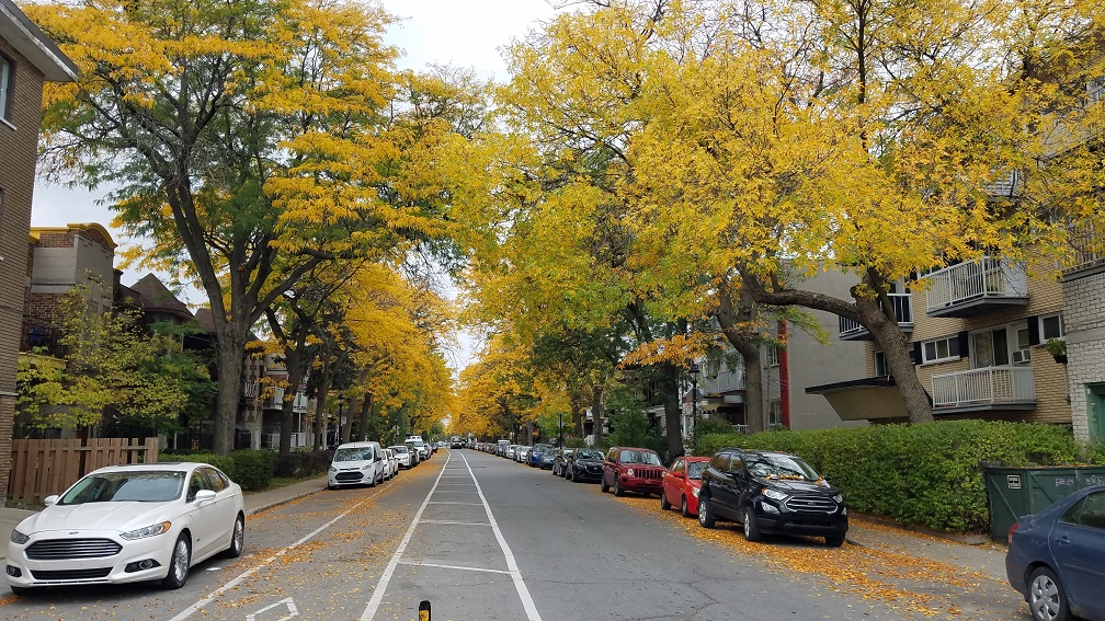 秋季賞楓優質數位遊牧城市加拿大蒙特婁 Fall leaves in Montreal Canada Digital Nomad City